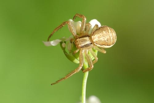 Réf. 229 103 : Xysticus ulmi